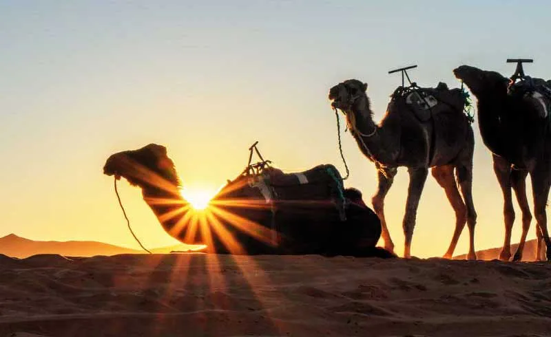 12 Days Marrakech desert Tours